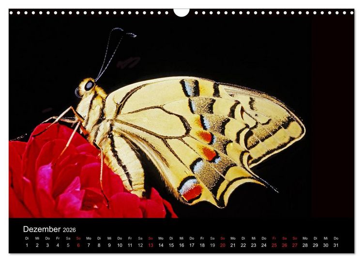 Produktbild: Schmetterlinge (Wandkalender 2026 DIN A3 quer), CALVENDO Monatskalender