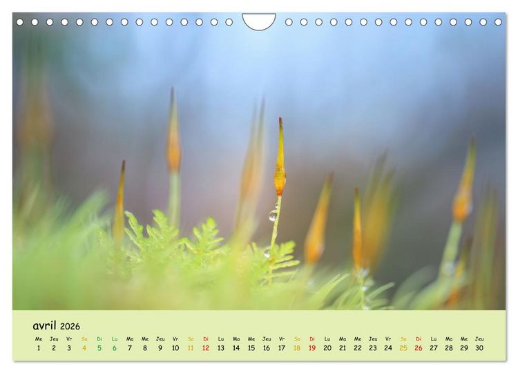 Produktbild: Le monde majestueux des mousses (Calendrier mural 2026 DIN A4 vertical), CALVENDO calendrier mensuel
