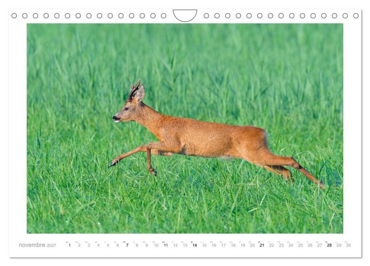Produktbild: Un an avec des chevreuils (Calendrier mural 2027 DIN A4 vertical), CALVENDO calendrier mensuel