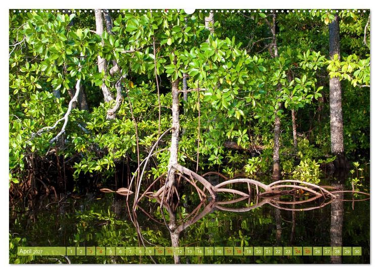 Produktbild: Mangroves - Valuable Habitat (High Quality Premium Wall Calendar 2027 DIN A2 landscape),CALVENDO 12 Month Wall Calendar