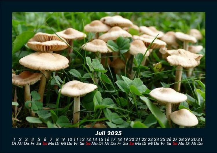 Produktbild: Pilzkalender 2025 Fotokalender DIN A5