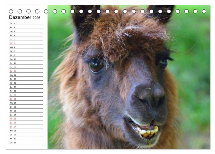 Produktbild: Alpakas und Lamas (Tischkalender 2026 DIN A5 quer), CALVENDO Monatskalender