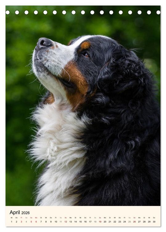 Produktbild: Die sch&ouml;nste Rasse der Welt - Berner Sennenhund (Tischkalender 2026 DIN A5 hoch), CALVENDO Monatskalender