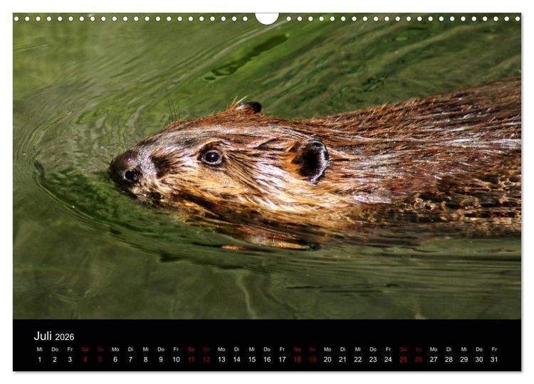 Produktbild: Das Leben der Biber (Wandkalender 2026 DIN A3 quer), CALVENDO Monatskalender
