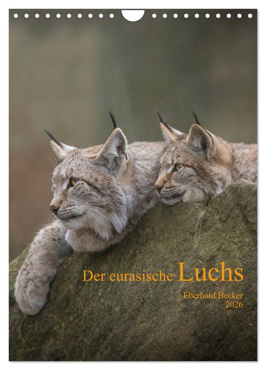 Produktbild: Der eurasische Luchs (Wandkalender 2026 DIN A4 hoch), CALVENDO Monatskalender