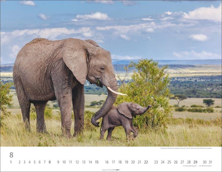 Produktbild: Elefantenbabys Kalender 2027