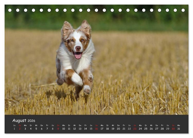 Produktbild: Australian Shepherd - Augenblicke (Tischkalender 2026 DIN A5 quer), CALVENDO Monatskalender