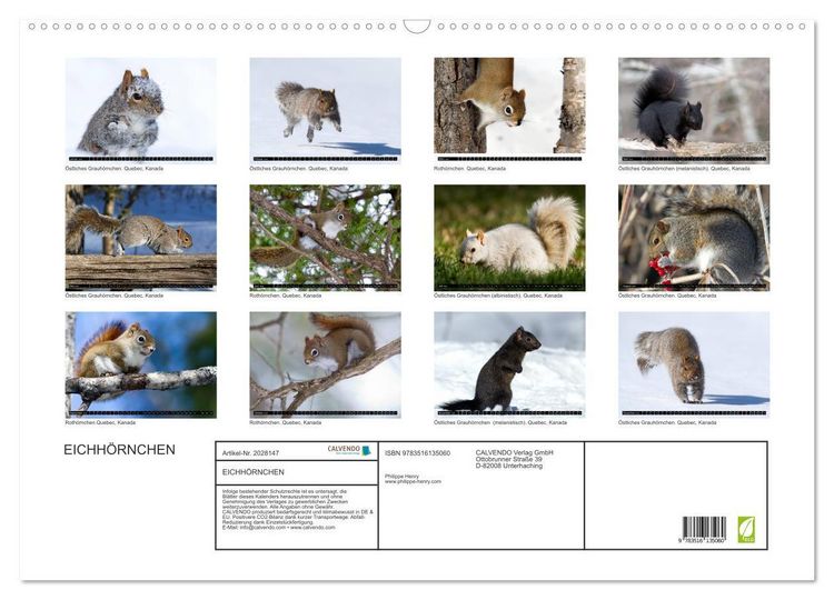 Produktbild: EICHH&Ouml;RNCHEN (Wandkalender 2026 DIN A2 quer), CALVENDO Monatskalender