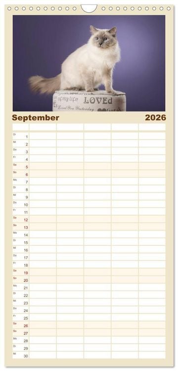 Produktbild: Familienplaner 2026 - Zauberhafte Ragdolls mit 5 Spalten (Wandkalender, 21 x 45 cm) CALVENDO