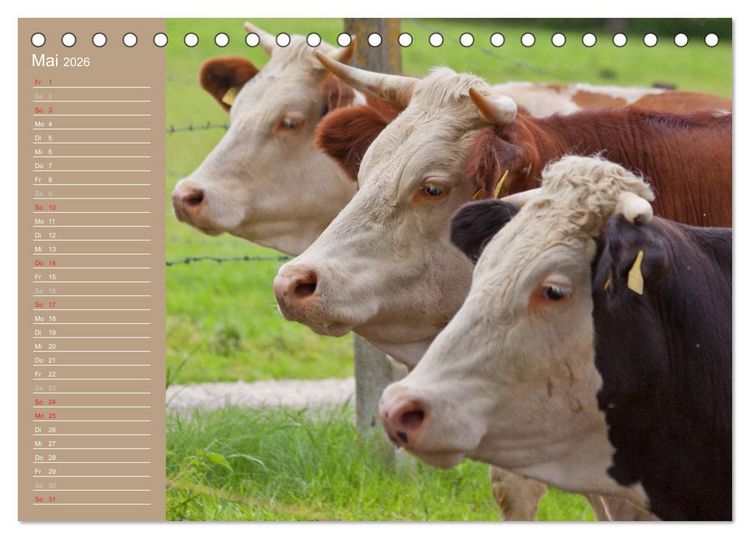 Produktbild: K&uuml;he / Geburtstagskalender (Tischkalender 2026 DIN A5 quer), CALVENDO Monatskalender