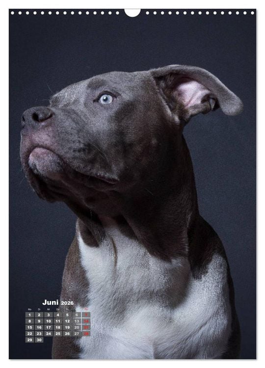 Produktbild: Treue Wegbegleiter, Hunde im Portrait. (Wandkalender 2026 DIN A3 hoch), CALVENDO Monatskalender
