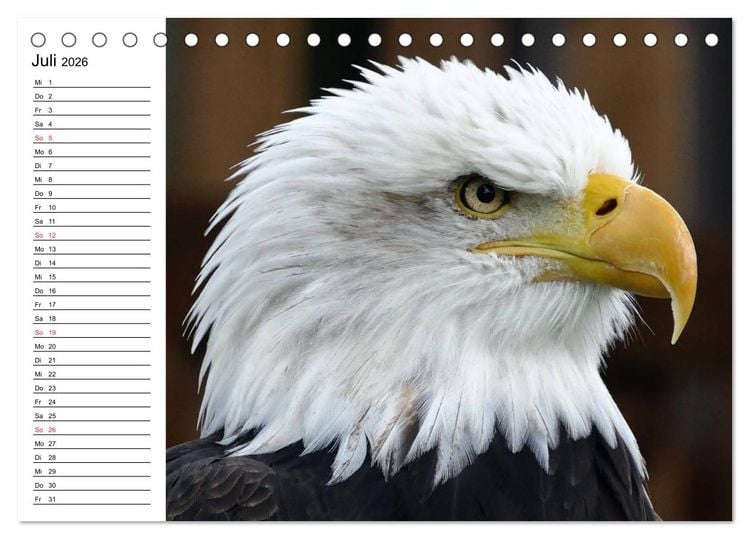 Produktbild: Wei&szlig;kopfseeadler. Symbol der Freiheit (Tischkalender 2026 DIN A5 quer), CALVENDO Monatskalender
