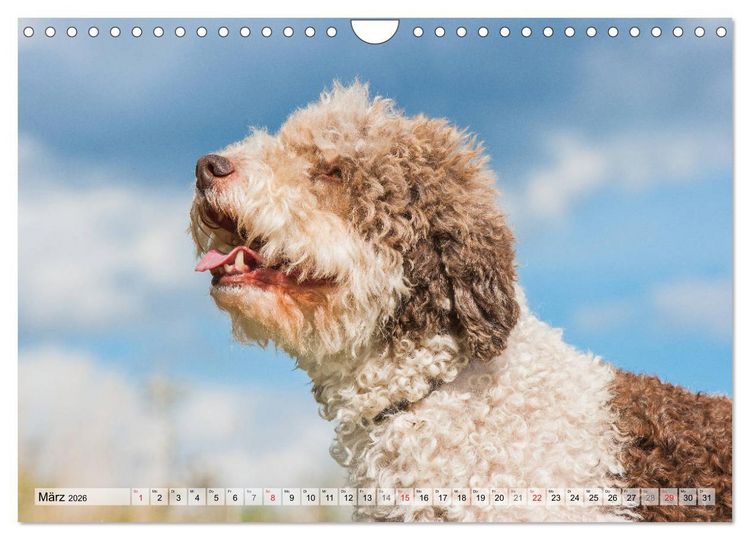 Produktbild: Lagotto Romagnolo - Ein Hund zum Verlieben (Wandkalender 2026 DIN A4 quer), CALVENDO Monatskalender