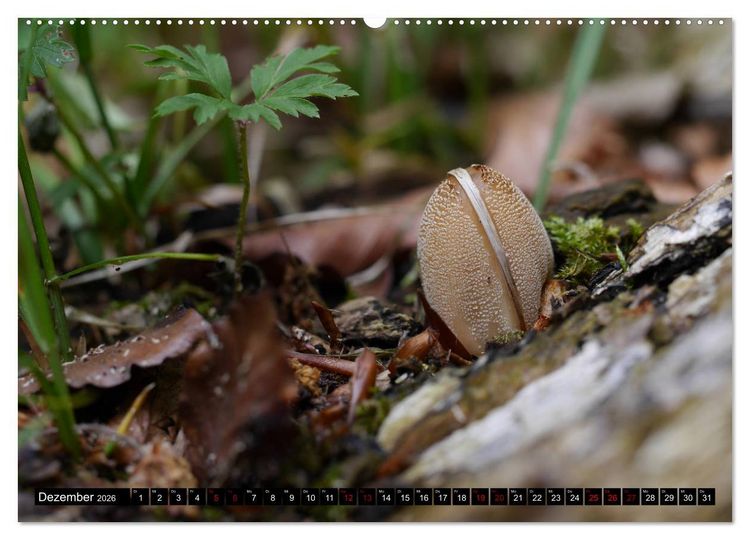 Produktbild: Pilzmania (Wandkalender 2026 DIN A2 quer), CALVENDO Monatskalender