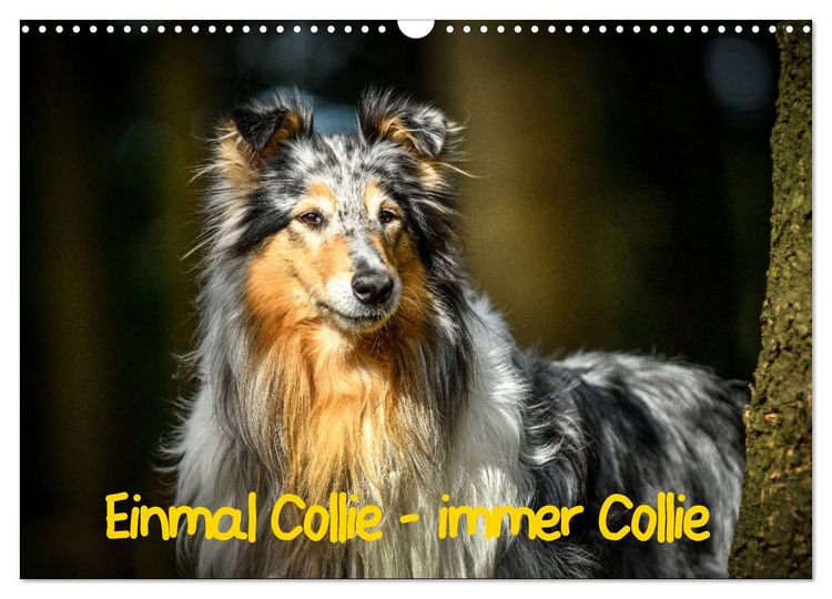 Produktbild: Einmal Collie - immer Collie (Wandkalender 2026 DIN A3 quer), CALVENDO Monatskalender