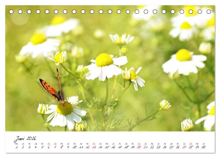 Produktbild: Sch&ouml;nheiten in freier Natur (Tischkalender 2026 DIN A5 quer), CALVENDO Monatskalender