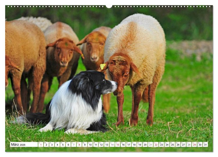 Produktbild: Traumhund Border Collie (Wandkalender 2026 DIN A2 quer), CALVENDO Monatskalender