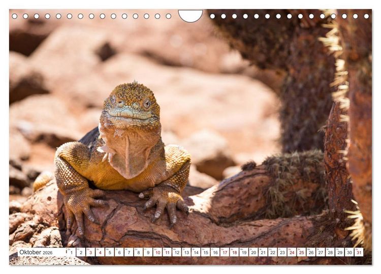 Produktbild: Galapagos-Inseln - Ein Paradies f&uuml;r Tiere (Wandkalender 2026 DIN A4 quer), CALVENDO Monatskalender