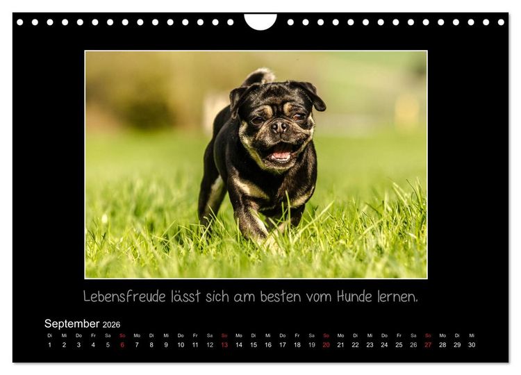 Produktbild: M&ouml;pse 2026 (Wandkalender 2026 DIN A4 quer), CALVENDO Monatskalender