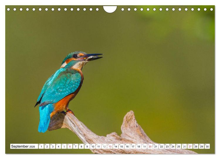 Produktbild: Eisv&ouml;gel (Alcedo atthis) - Edelsteine der Natur (Wandkalender 2026 DIN A4 quer), CALVENDO Monatskalender