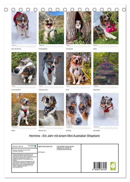 Produktbild: Hermine - Ein Jahr mit einem Mini Australian Shepherd (Tischkalender 2026 DIN A5 hoch), CALVENDO Monatskalender