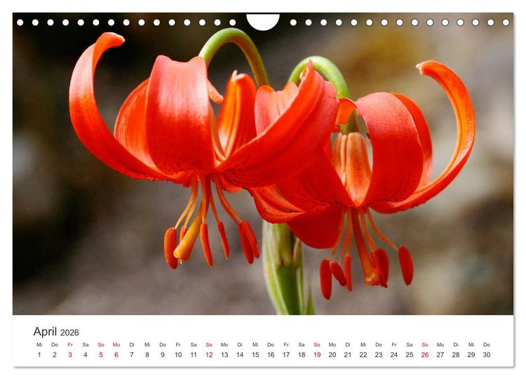 Produktbild: Feurige Lilien (Wandkalender 2026 DIN A4 quer), CALVENDO Monatskalender