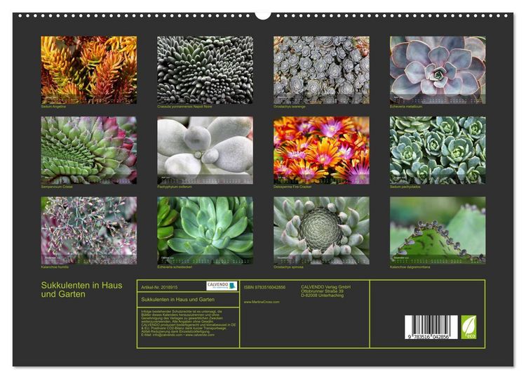 Produktbild: Sukkulenten in Haus und Garten (hochwertiger Premium Wandkalender 2026 DIN A2 quer), Kunstdruck in Hochglanz