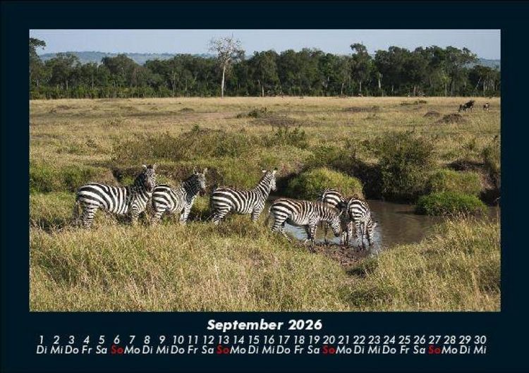 Produktbild: Zebrazauber 2026 Fotokalender DIN A5