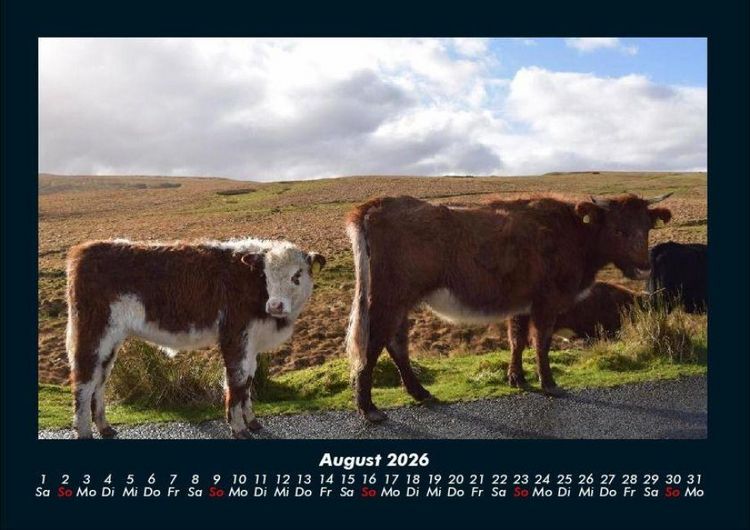 Produktbild: Kuhkalender 2026 Fotokalender DIN A4