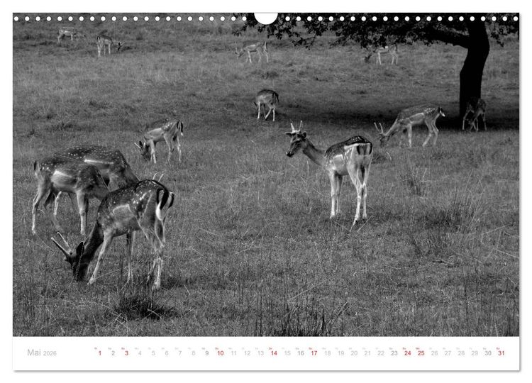 Produktbild: Mystischer Schwarzwald (Wandkalender 2026 DIN A3 quer), CALVENDO Monatskalender