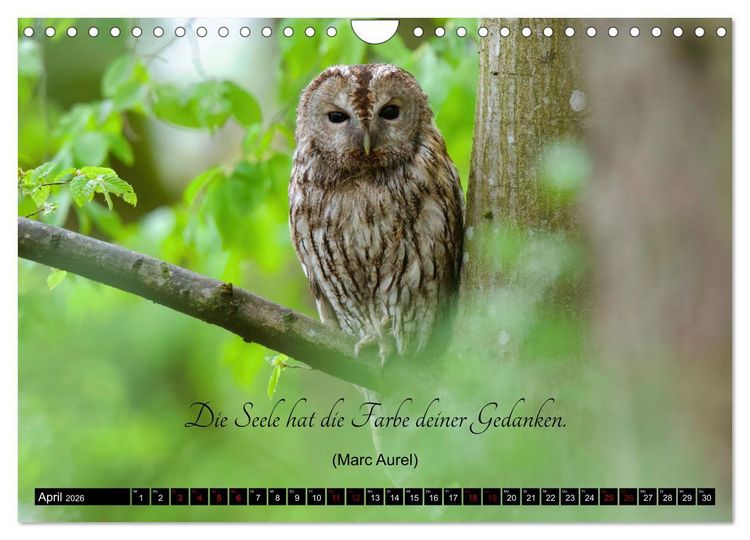 Produktbild: der Waldkauz - Strix Aluco (Wandkalender 2026 DIN A4 quer), CALVENDO Monatskalender