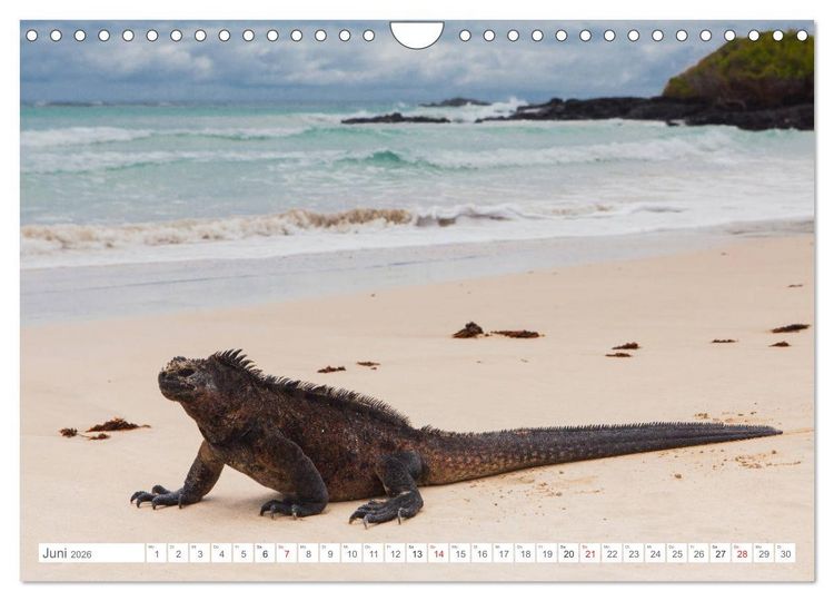 Produktbild: Galapagos. Verzauberte Inseln (Wandkalender 2026 DIN A4 quer), CALVENDO Monatskalender