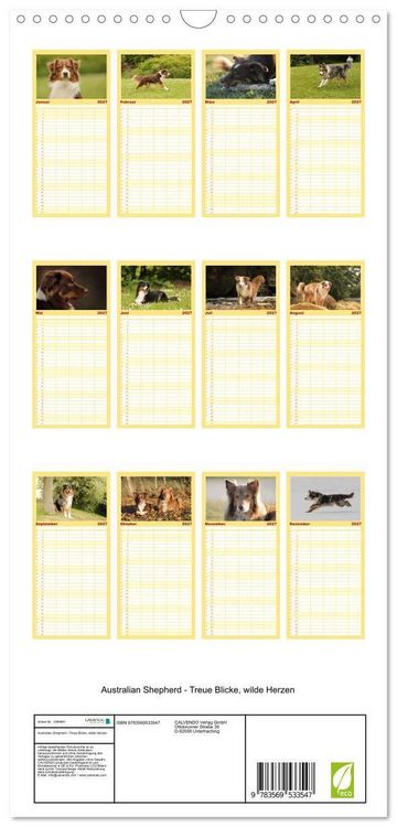 Produktbild: Familienplaner 2027 - Australian Shepherd - Treue Blicke, wilde Herzen mit 5 Spalten (Wandkalender, 21 x 45 cm) CALVENDO