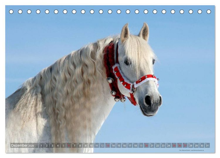 Produktbild: Edle spanische Pferde - Pura Raza Espanola (Tischkalender 2026 DIN A5 quer), CALVENDO Monatskalender