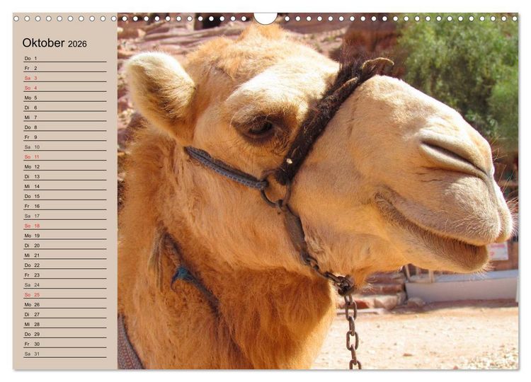 Produktbild: Kamele. Dromedar und Trampeltier (Wandkalender 2026 DIN A3 quer), CALVENDO Monatskalender