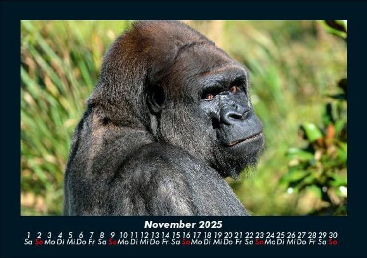 Produktbild: Welt der Affen 2025 Fotokalender DIN A5