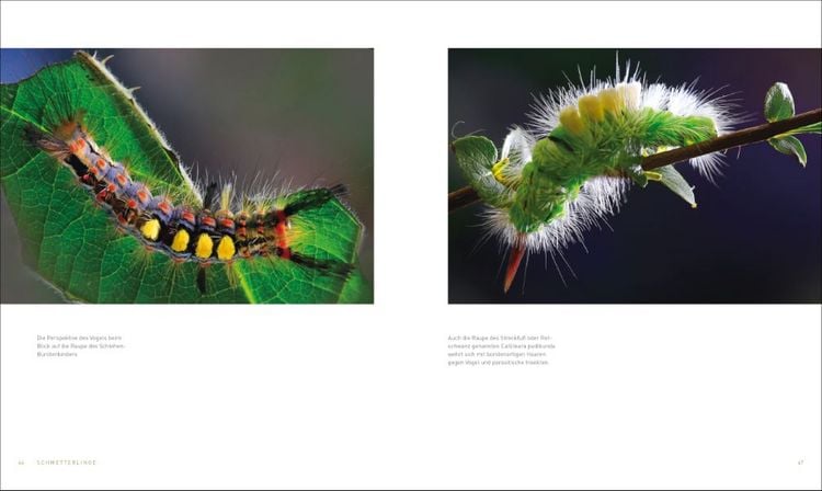 Produktbild: Unsere einzigartige Insektenwelt