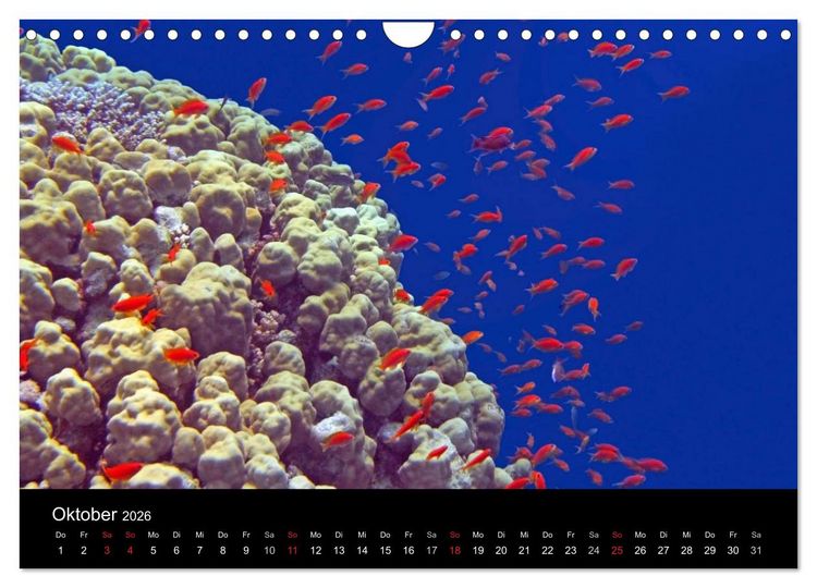 Produktbild: Meeres Sch&ouml;nheiten (Wandkalender 2026 DIN A4 quer), CALVENDO Monatskalender