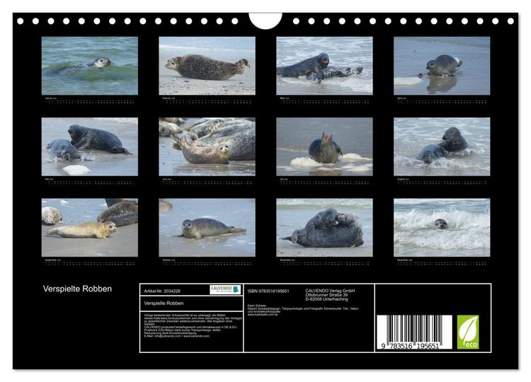 Produktbild: Verspielte Robben (Wandkalender 2026 DIN A4 quer), CALVENDO Monatskalender