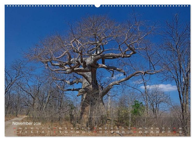 Produktbild: Afrikanische B&auml;ume (hochwertiger Premium Wandkalender 2026 DIN A2 quer), Kunstdruck in Hochglanz