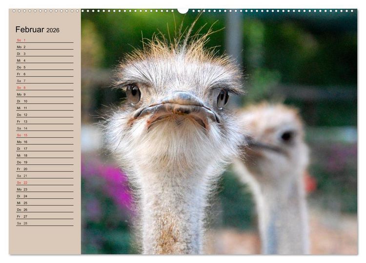 Produktbild: Vogel Strau&szlig;. Imposanter Riese und L&auml;ufer (hochwertiger Premium Wandkalender 2026 DIN A2 quer), Kunstdruck in Hochglanz