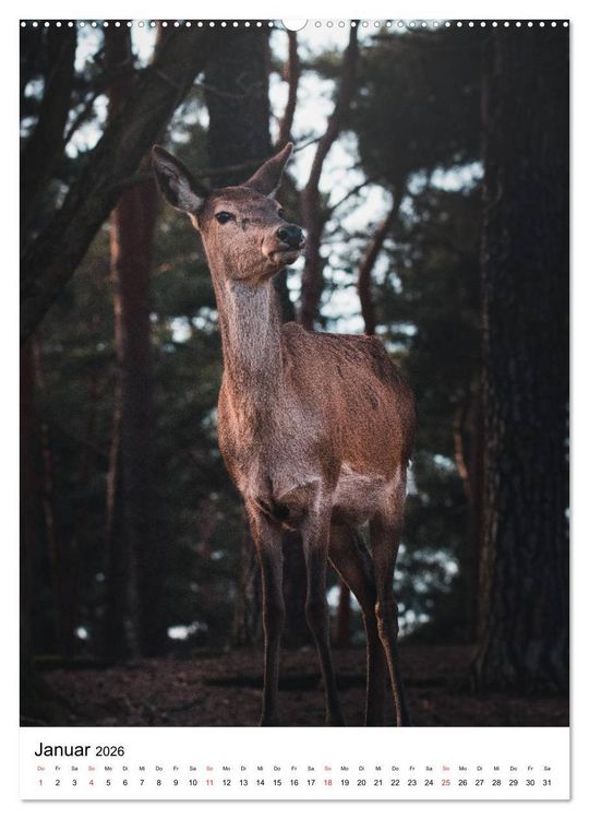 Produktbild: Wilde Nachbarn: Rotwild (hochwertiger Premium Wandkalender 2026 DIN A2 hoch), Kunstdruck in Hochglanz