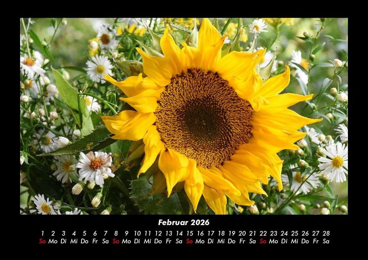 Produktbild: Blumentr&auml;ume 2026 Fotokalender DIN A3