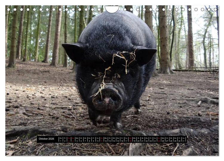 Produktbild: Schweinereien (Wandkalender 2026 DIN A4 quer), CALVENDO Monatskalender