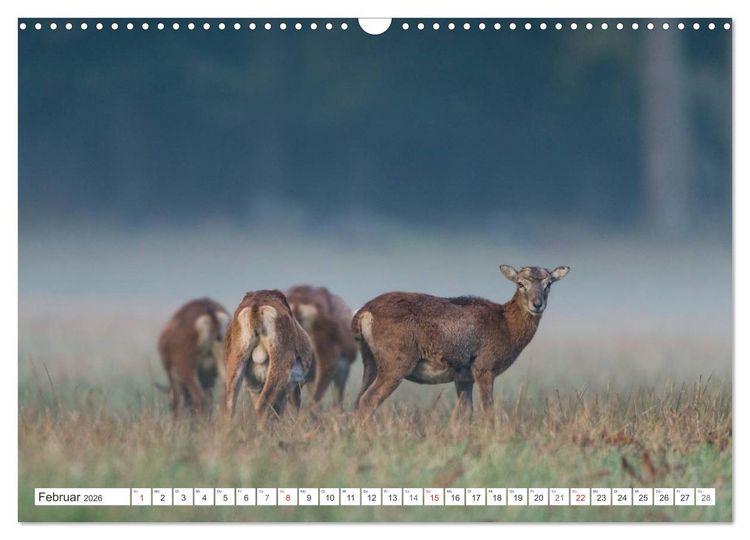 Produktbild: Emotionale Momente: Muffelwild. (Wandkalender 2026 DIN A3 quer), CALVENDO Monatskalender