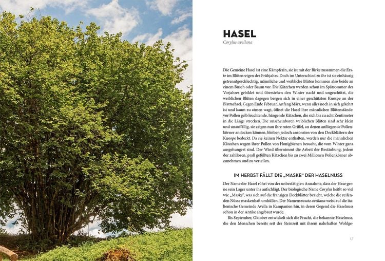 Produktbild: B&auml;ume