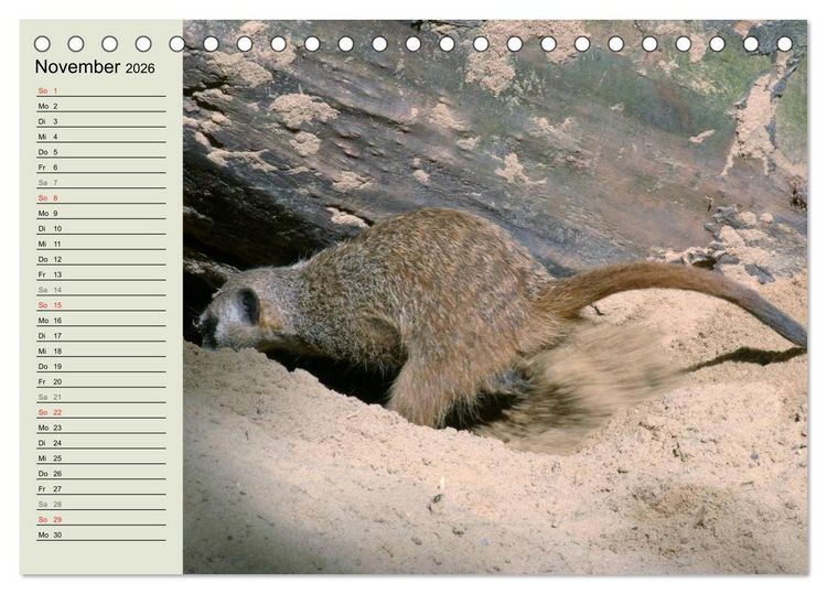 Produktbild: Erdm&auml;nnchen (Tischkalender 2026 DIN A5 quer), CALVENDO Monatskalender