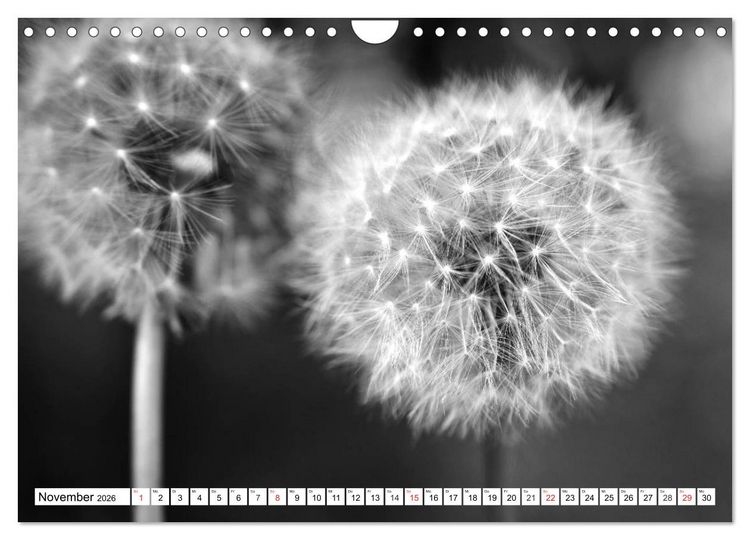 Produktbild: Pusteblumenzauber in schwarzwei&szlig; (Wandkalender 2026 DIN A4 quer), CALVENDO Monatskalender