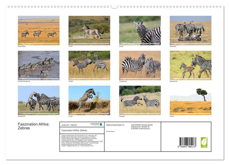 Produktbild: Faszination Afrika: Zebras (hochwertiger Premium Wandkalender 2026 DIN A2 quer), Kunstdruck in Hochglanz