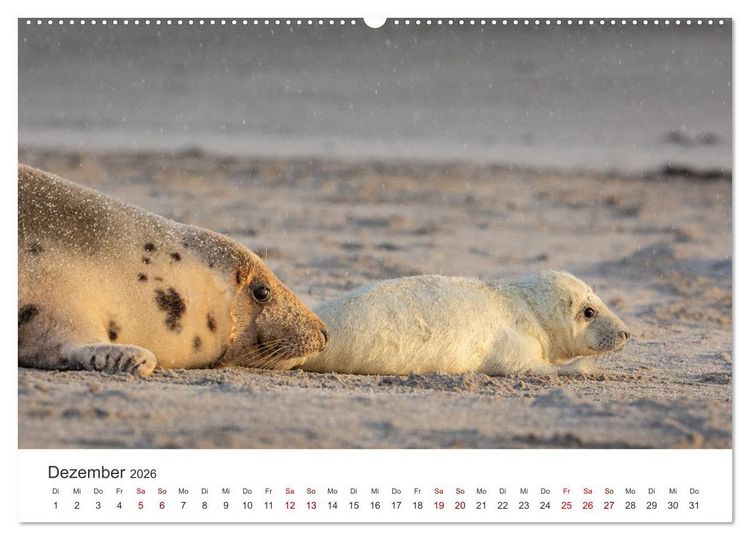 Produktbild: Junge Kegelrobben (hochwertiger Premium Wandkalender 2026 DIN A2 quer), Kunstdruck in Hochglanz